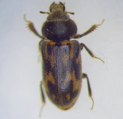 Heteroceridae