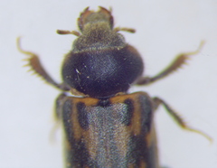 Heteroceridae