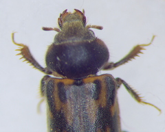 Heteroceridae