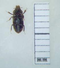 Heteroceridae