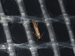 Thiotricha atractodes