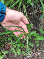 Chlorophytum saundersiae