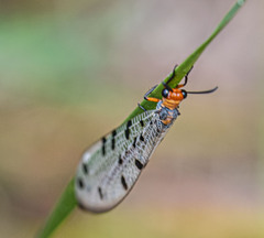 Myrmeleon erythrocephalus