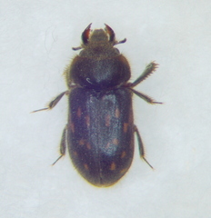 Heteroceridae
