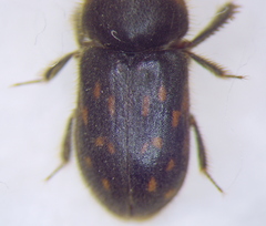 Heteroceridae