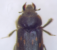 Heteroceridae