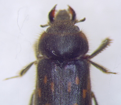 Heteroceridae