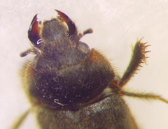 Heteroceridae