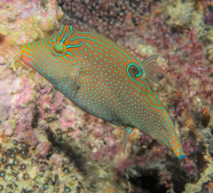 Canthigaster papua