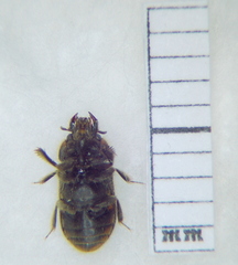 Heteroceridae