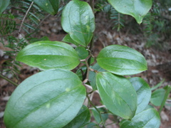 Smilax china