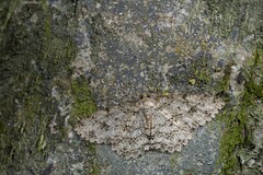 Ectropis arizanensis