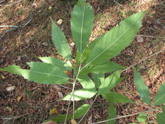Quercus stenophylloides