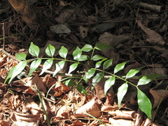 Zanthoxylum scandens