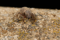 Achradidius ochraceus