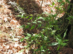 Zanthoxylum scandens