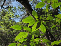 Viburnum propinquum