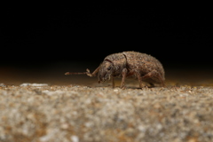 Achradidius ochraceus