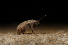 Achradidius ochraceus