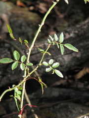 Rosa pricei
