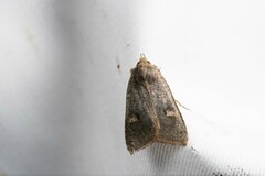 Agrocholorta albirena