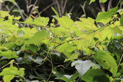 Vitis amurensis