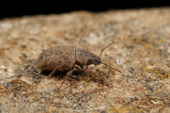 Achradidius ochraceus