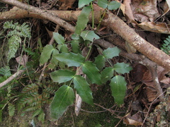 Berberis