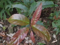 Itea parviflora