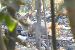 Canis aureus indicus