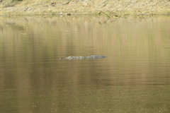 Crocodylus palustris