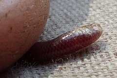 Typhlopidae