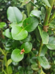 Carissa bispinosa