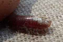 Typhlopidae