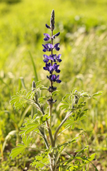 Lupinus pilosus
