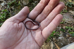 Typhlopidae