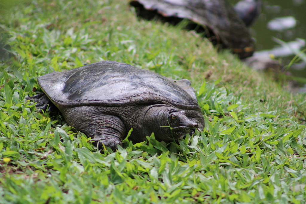 Amur Softshell Turtle from Ahuimanu, HI 96744, USA on February 09, 2023 ...