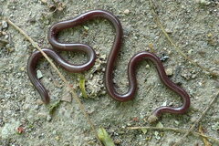 Indotyphlops porrectus