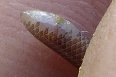 Indotyphlops porrectus