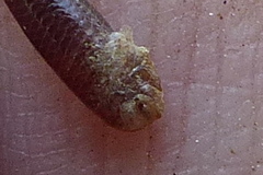 Indotyphlops porrectus