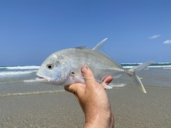 Caranx ignobilis