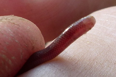 Indotyphlops porrectus