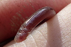 Indotyphlops porrectus