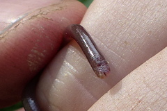 Indotyphlops porrectus