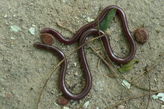 Indotyphlops porrectus