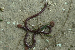 Indotyphlops porrectus