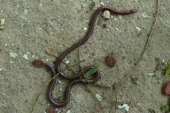 Indotyphlops porrectus