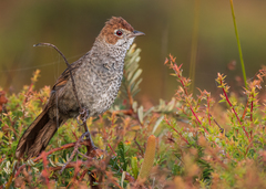Dasyornis broadbenti