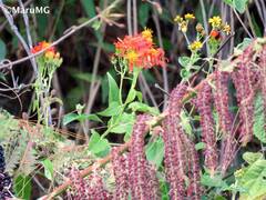 Pseudogynoxys haenkei