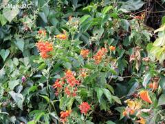 Pseudogynoxys haenkei